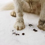 Close Up,dirty,and,muddy,dog,carpet,at,home.