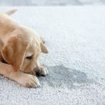 Cute,puppy,lying,on,carpet,near,wet,spot